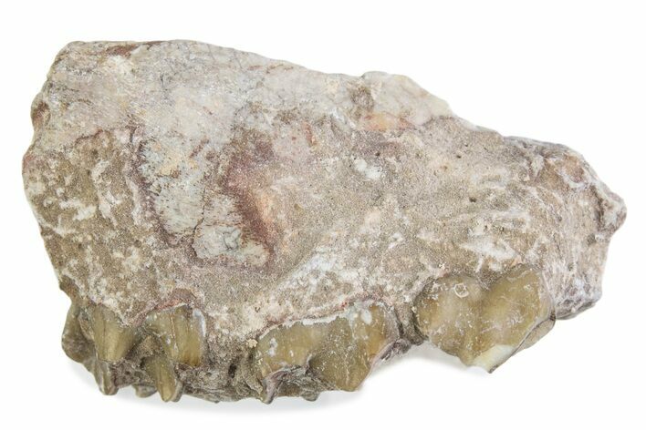Fossil Oreodont (Merycoidodon) Jaw Section - South Dakota #375513